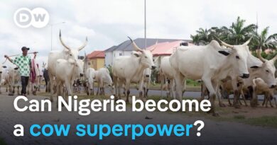 Nigeria has 20 million cows, so why does it rely on imports? | DW News