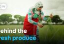 Picking for Europe: The harsh realities of migrant farm workers | DW Documentary