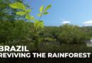 Reviving the rainforest: One family’s mission to restore Brazil’s Atlantic Forest