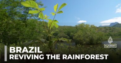 Reviving the rainforest: One family’s mission to restore Brazil’s Atlantic Forest