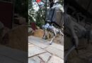 Robot dog takes over tough tasks on Mount Tai #shorts