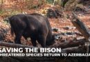 Saving the bison: Threatened species return to Azerbaijan