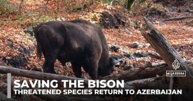 Saving the bison: Threatened species return to Azerbaijan