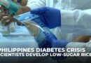 Scientists develop low-sugar, high-protein rice to combat diabetes and obesity in the Philippines