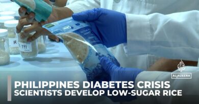 Scientists develop low-sugar, high-protein rice to combat diabetes and obesity in the Philippines