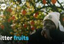 The exploitation of Europe’s harvest workers | DW Documentary