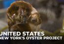 US oyster project: Attempts to revive New York’s oyster population