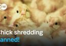 What are the consequences of Germany’s ban on chick killing? | DW Documentary