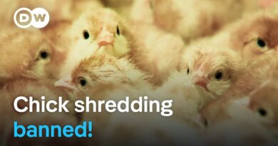 What are the consequences of Germany’s ban on chick killing? | DW Documentary