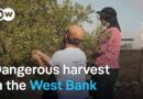 Why Israelis are helping West Bank Palestinians harvest olives | DW News