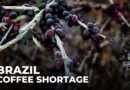 Brazil’s coffee shortage: Producers work to mitigate climate change impacts