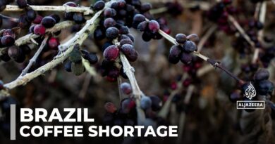 Brazil’s coffee shortage: Producers work to mitigate climate change impacts