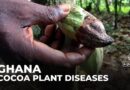 Cocoa plant diseases: Shortages are causing chocolate prices to surge