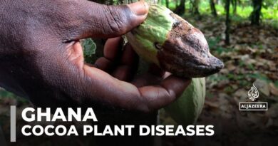 Cocoa plant diseases: Shortages are causing chocolate prices to surge