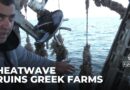 Greece heat: Rising temperatures wipe out agricultural crops