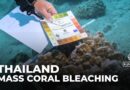 Mass coral bleaching: Divers in Thailand try to heal reef damage