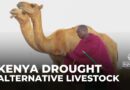 Recovering from drought: Community in Kenya gifted alternative livestock