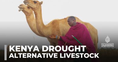 Recovering from drought: Community in Kenya gifted alternative livestock