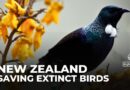 Saving New Zealand’s birds: Conservationists keep species from going extinct