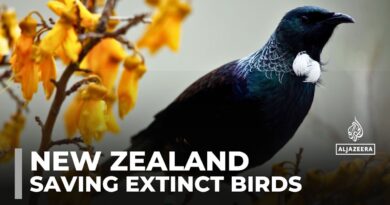 Saving New Zealand’s birds: Conservationists keep species from going extinct