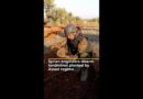 Syrian engineers disarm landmines planted by Assad regime | AJ#shorts