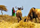 A Day in the Kenyan Savanna: A Maasai Child’s Dangerous Journey to School | Free Documentary