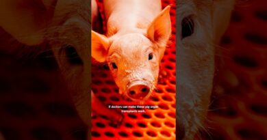 Are Genetically Modified Pigs The Future of Organ Transplants?