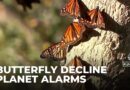 Butterfly populations decline: Human activities behind global drop in numbers