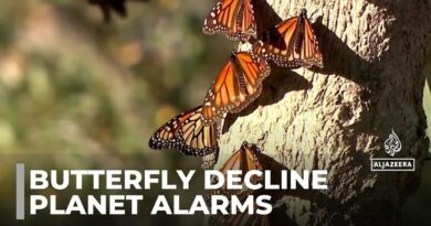 Butterfly populations decline: Human activities behind global drop in numbers