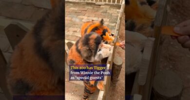 Chinese zoo slammed for dyeing dogs’ fur in ‘tiger stripes’ #shorts