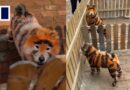 Chinese zoo slammed for dyeing dogs’ fur in ‘tiger stripes’