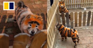 Chinese zoo slammed for dyeing dogs’ fur in ‘tiger stripes’