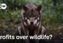 EU eases restrictions to shoot wolves | DW News