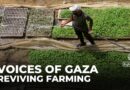 Gaza farmers fight to revive agriculture after 15 months of war devastated farmlands