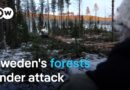 Is Sweden letting its ancient forests get pulped for paper? | Focus on Europe