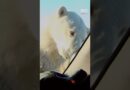 Reporter’s close encounter with starving polar bear | 60 Minutes Australia