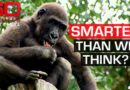 Scientists believe animals are more intelligent than we think | 60 Minutes Australia