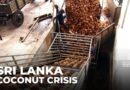 Sri Lanka coconut crisis: Shortages, soaring prices threaten staple food and exports