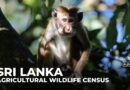 Sri Lanka launches animal census as farmers battle crop losses to damages from monkeys and peacocks