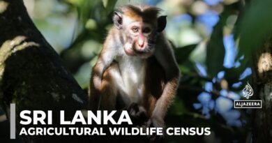 Sri Lanka launches animal census as farmers battle crop losses to damages from monkeys and peacocks