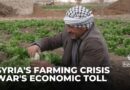 Syrian farming attempts recovery: Sector looks to repair shattered productivity