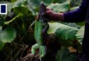 Taiwanese bounty hunters cash in on exploding iguana population