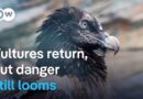 The return of vultures to Europe | DW Documentary