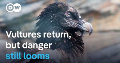 The return of vultures to Europe | DW Documentary