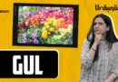 When ‘Gul’ Blooms, Dreams Take Flight | Urdunama Podcast | The Quint