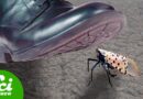 Why You Should STOMP Every Spotted Lanternfly