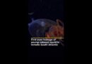 First-ever footage of young colossal squid in remote South Atlantic | AJ #shorts
