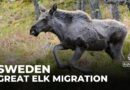 Sweden’s live elk migration captivates millions globally